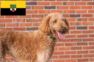 Read more about the article Goldendoodle tenyésztők és kiskutyák Szász-Anhaltban