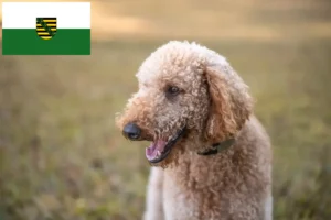 Read more about the article Goldendoodle tenyésztők és kiskutyák Szászországban