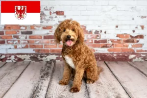 Read more about the article Goldendoodle tenyésztők és kölykök Brandenburgban