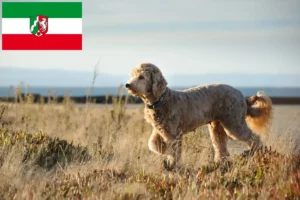 Read more about the article Goldendoodle tenyésztők és kölyökkutyák Észak-Rajna-Vesztfália-ban