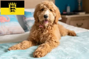 Read more about the article Goldendoodle tenyésztők és kölykök Baden-Württembergben