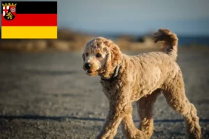 Read more about the article Goldendoodle tenyésztők és kiskutyák Rajna-vidék-Pfalzban