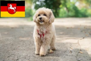 Read more about the article Maltipoo tenyésztők és kölykök Alsó-Szászországban