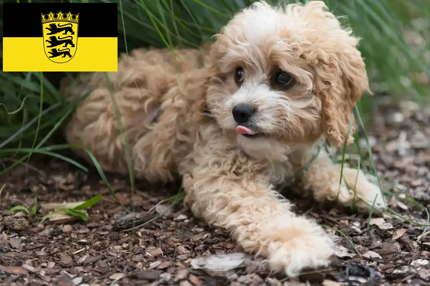 Read more about the article Maltipoo tenyésztők és kölykök Baden-Württembergben