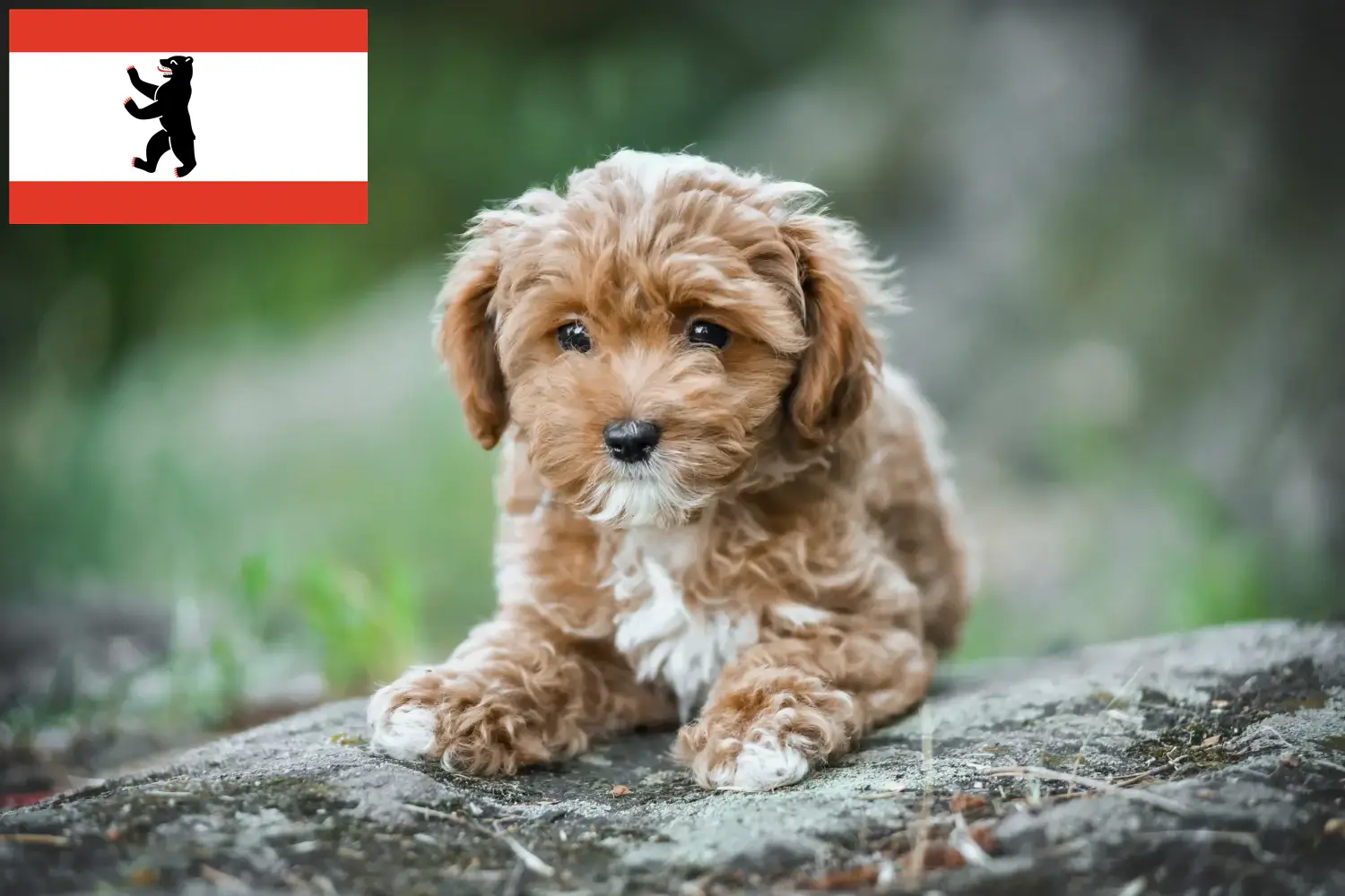 Read more about the article Maltipoo tenyésztők és kölykök Berlinben