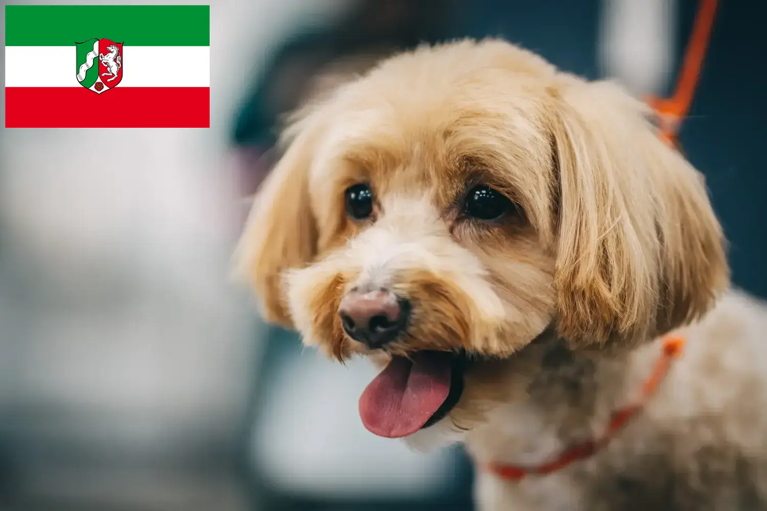 Read more about the article Maltipoo tenyésztők és kölyökkutyák Észak-Rajna-Vesztfáliában