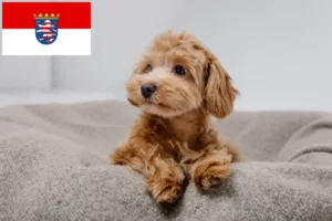 Read more about the article Maltipoo tenyésztők és kölykök Hessenben