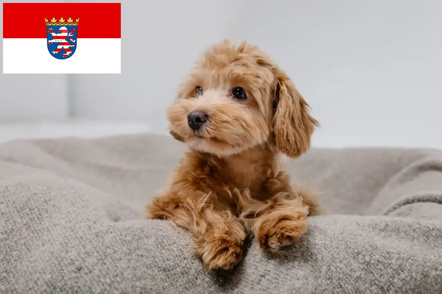 Read more about the article Maltipoo tenyésztők és kölykök Hessenben