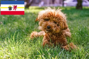 Read more about the article Maltipoo tenyésztők és kölykök Mecklenburg-Elő-Pomeránia tartományban