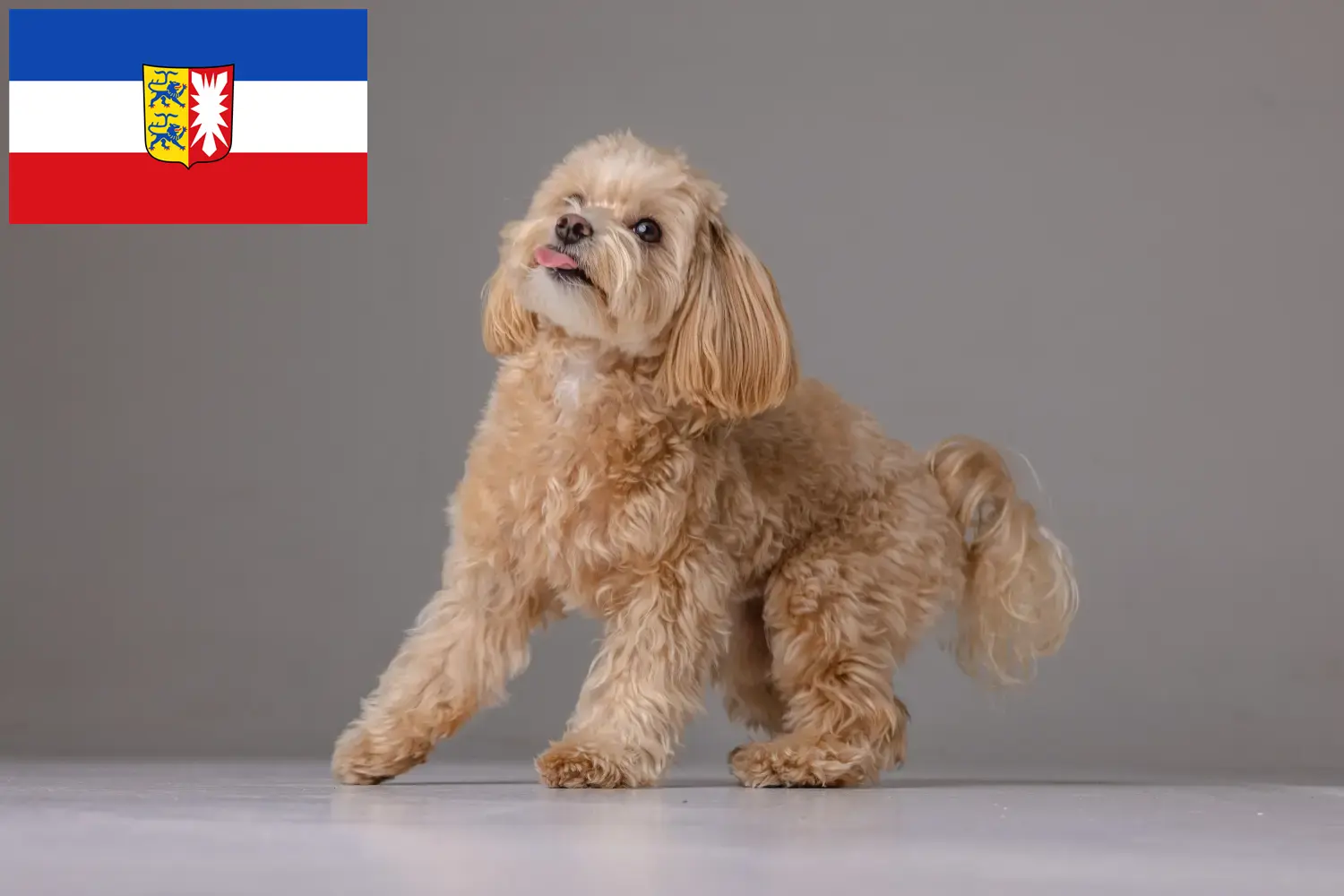 Read more about the article Maltipoo tenyésztők és kölyökkutyák Schleswig-Holstein tartományban