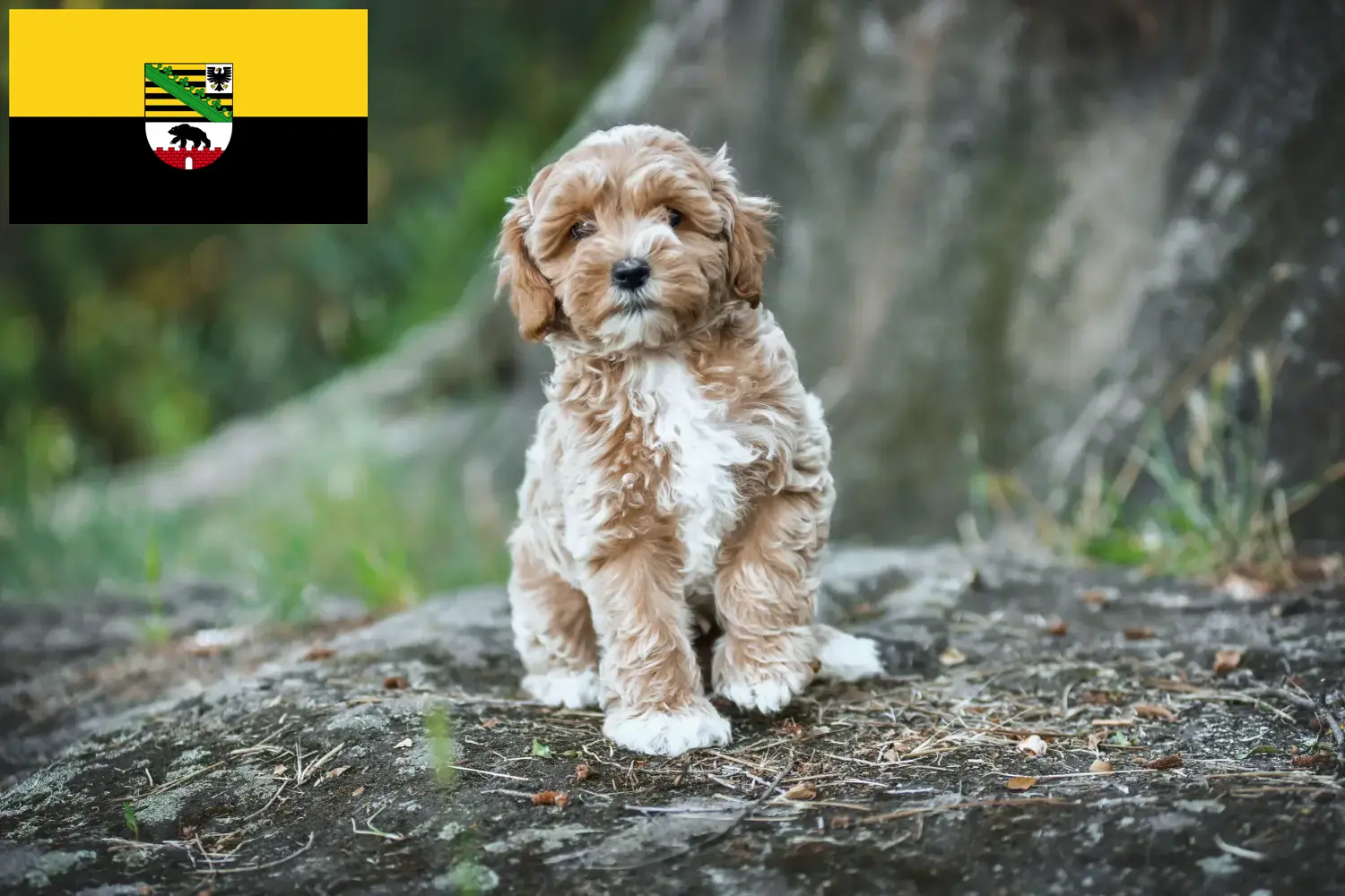 Read more about the article Maltipoo tenyésztők és kölykök Szász-Anhaltban