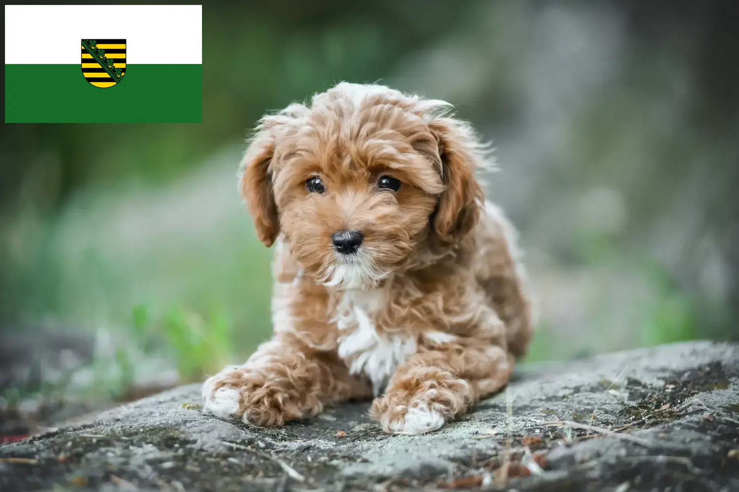 Read more about the article Maltipoo tenyésztők és kölykök Szászországban