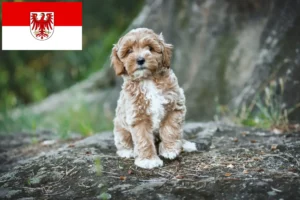 Read more about the article Maltipoo tenyésztők és kölykök Brandenburgban