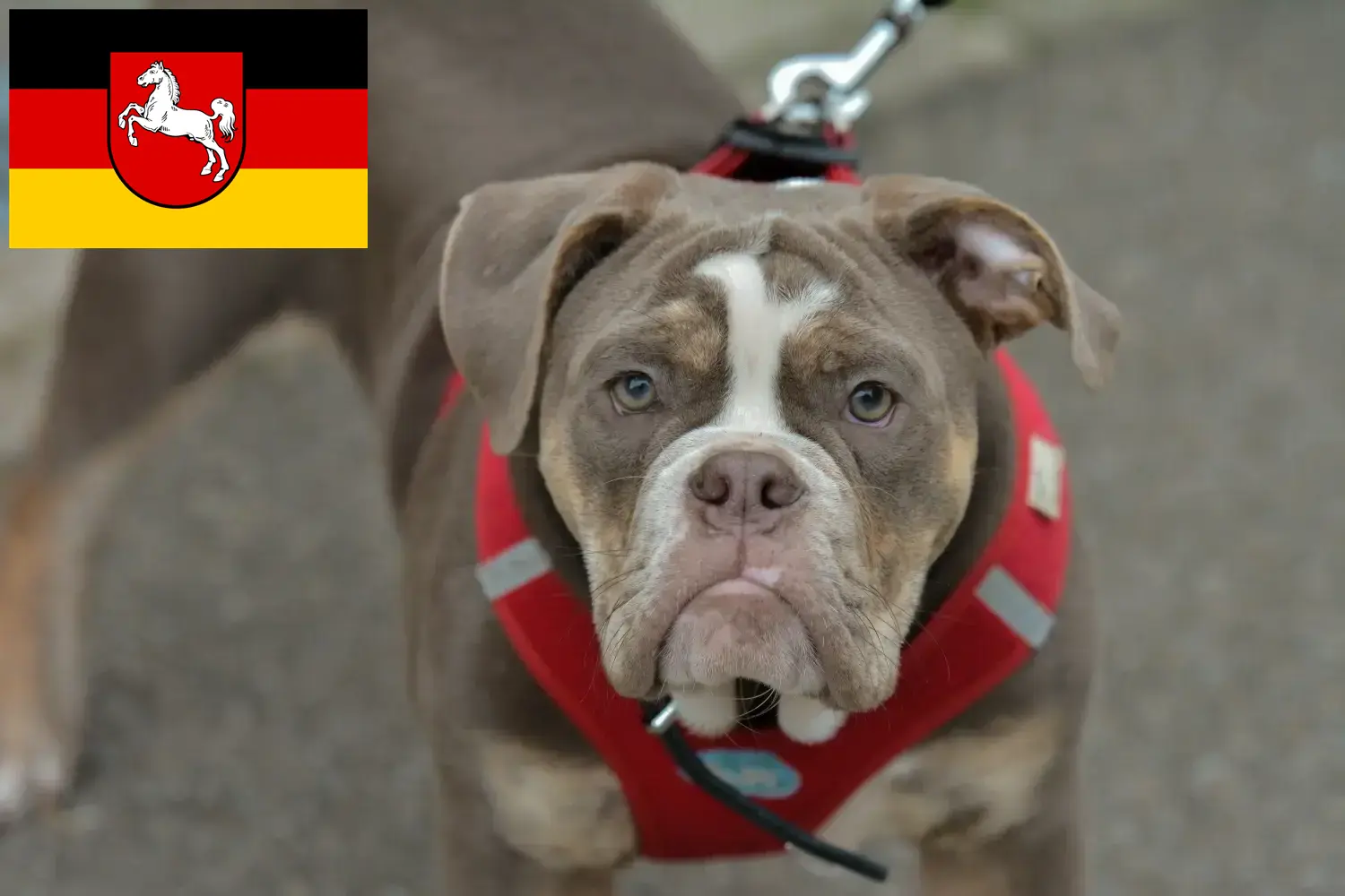 Read more about the article Olde English Bulldog tenyésztők és kölykök Alsó-Szászországban