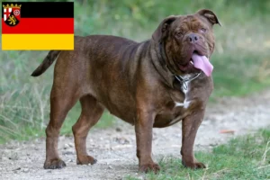 Read more about the article Olde English Bulldog tenyésztők és kölykök Rajna-vidék-Pfalzban