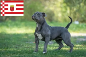 Read more about the article Olde English Bulldog tenyésztő és kölykök Brémában