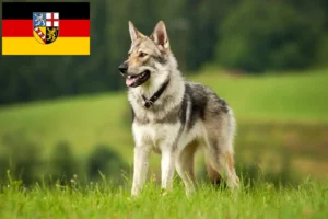 Read more about the article Saarloos Wolfhound tenyésztők és kölykök Saarlandban