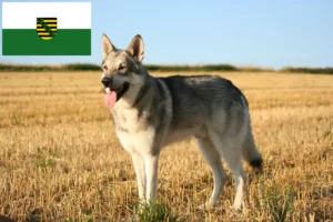 Read more about the article Saarloos Wolfdog tenyésztők és kölykök Szászországban