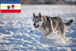 Read more about the article Saarloos farkaskutya tenyésztők és kölykök Mecklenburg-Vorpommernben