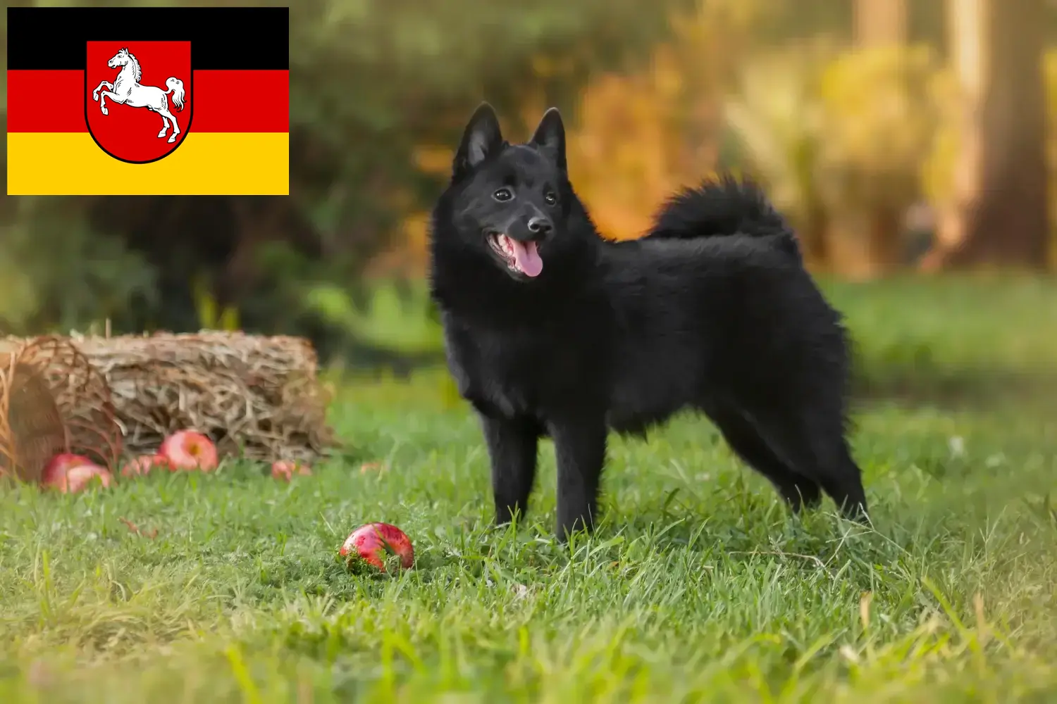 Read more about the article Schipperke tenyésztők és kölykök Alsó-Szászországban