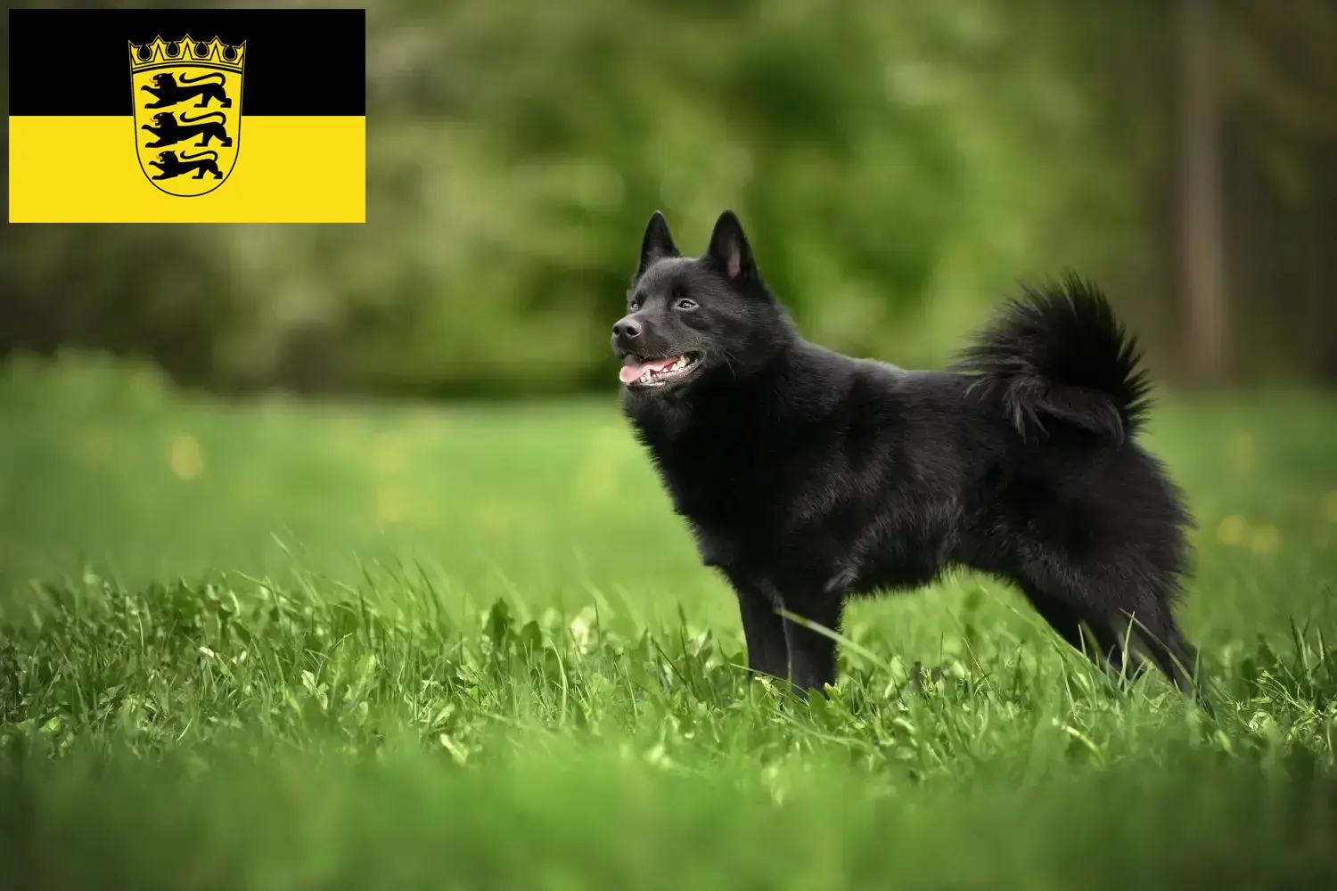 Read more about the article Schipperke tenyésztők és kölykök Baden-Württembergben