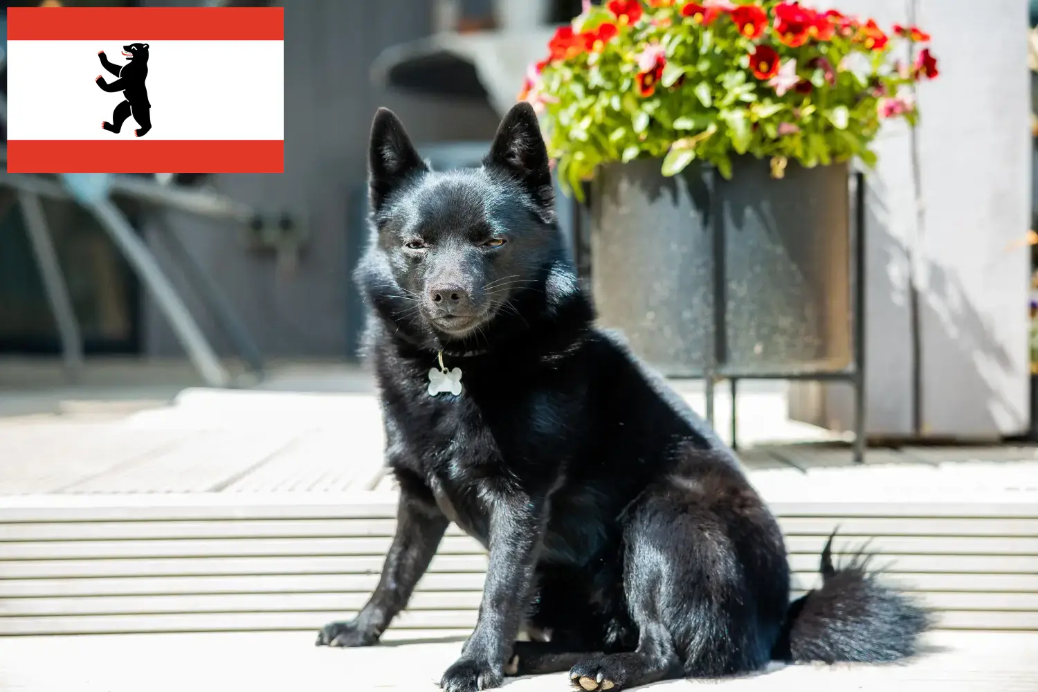 Read more about the article Schipperke tenyésztők és kölykök Berlinben