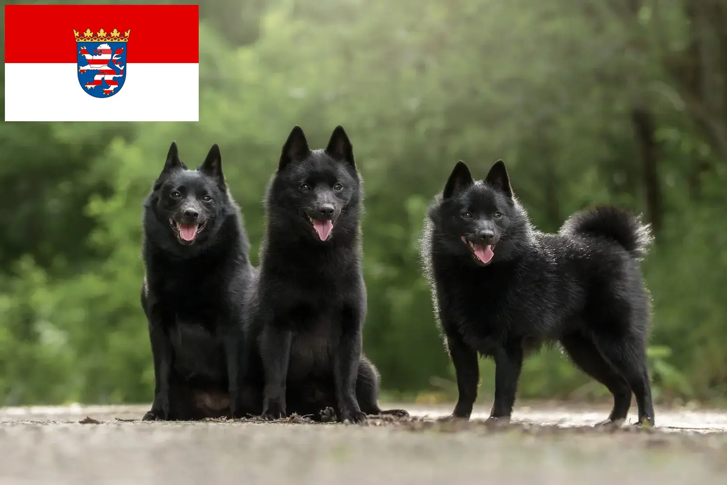 Read more about the article Schipperke tenyésztők és kölykök Hessenben