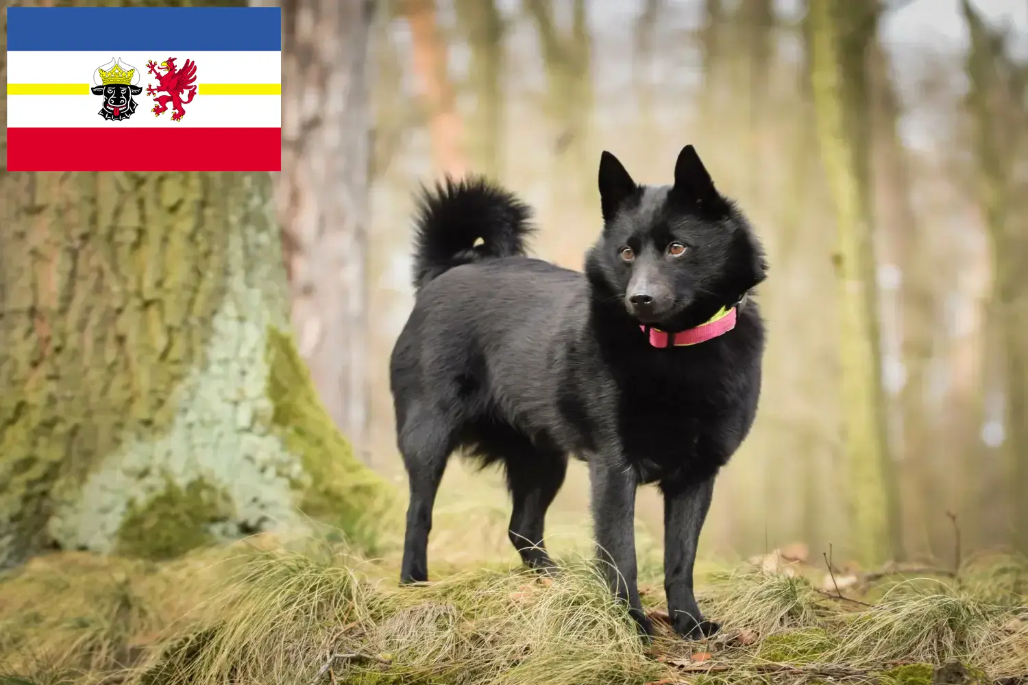 Read more about the article Schipperke tenyésztők és kölykök Mecklenburg-Vorpommernben