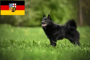 Read more about the article Schipperke tenyésztők és kölykök Saar-vidéken