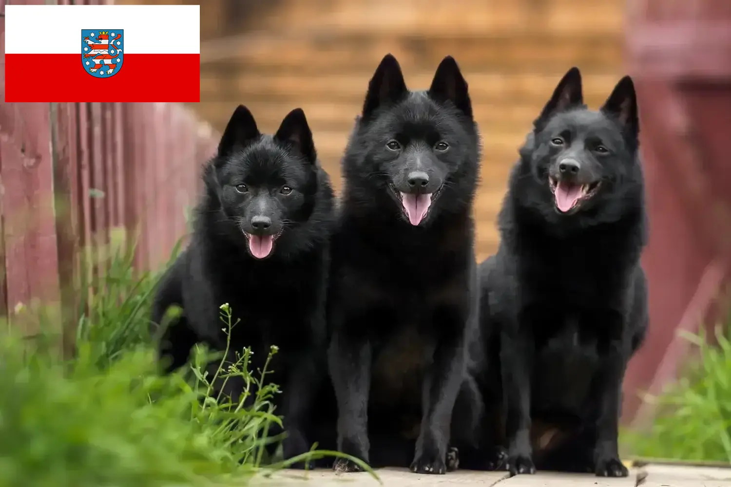 Read more about the article Schipperke tenyésztők és kölykök Türingiában