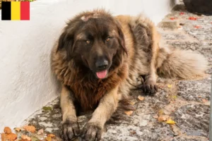 Read more about the article Cão Da Serra Da Estrela tenyésztők és kiskutyák Belgiumban