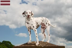 Read more about the article Dalmata tenyésztők és kölykök Lettországban