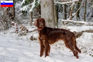 Read more about the article Irish Red Setter tenyésztők és kiskutyák Szlovéniában