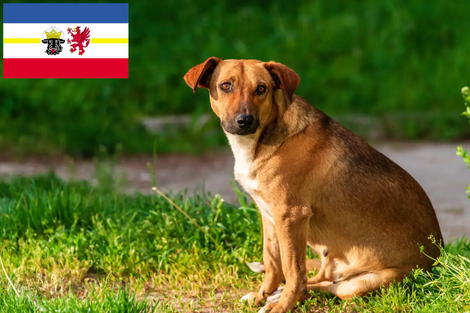 Read more about the article Osztrák pinscher tenyésztő és kölykök Mecklenburg-Vorpommernben