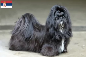 Read more about the article Shih Tzu tenyésztők és kiskutyák Szerbiában