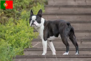 Read more about the article Boston terrier tenyésztők és kölykök Portugáliában