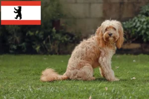 Read more about the article Cavoodle tenyésztők és kiskutyák Berlinben