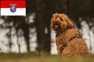 Read more about the article Cavoodle tenyésztők és kölykök Hessenben