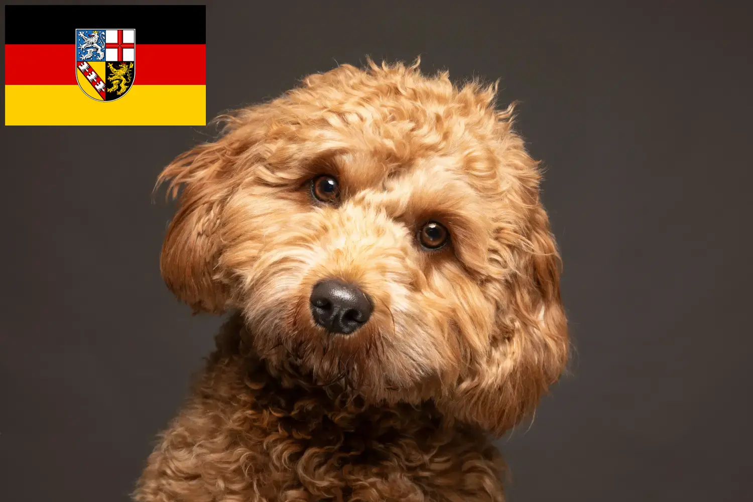 Read more about the article Cavoodle tenyésztők és kölykök Saarlandban