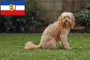 Read more about the article Cavoodle tenyésztők és kölyökkutyák Schleswig-Holstein tartományban