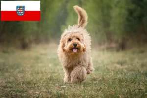 Read more about the article Cavoodle tenyésztők és kölykök Türingiában