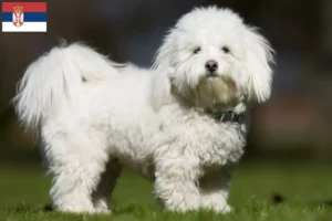 Read more about the article Coton de Tuléar tenyésztők és kölykök Szerbiában