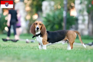 Read more about the article Basset Artésien Normand tenyésztők és kiskutyák Hessenben