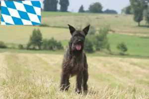 Read more about the article Bouvier des Ardennes tenyésztők és kiskutyák Bajorországban