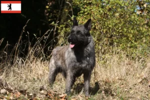 Read more about the article Bouvier des Ardennes tenyésztők és kiskutyák Berlinben