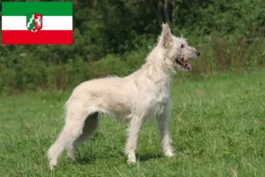 Read more about the article Bouvier des Ardennes tenyésztők és kiskutyák Észak-Rajna-Vesztfália területén