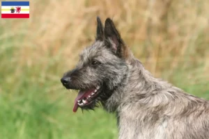 Read more about the article Bouvier des Ardennes tenyésztők és kiskutyák Mecklenburg-Elő-Pomeránia tartományban