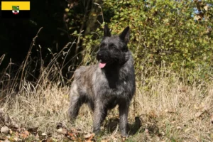 Read more about the article Bouvier des Ardennes tenyésztők és kiskutyák Szász-Anhaltban