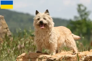 Read more about the article Cairn terrier tenyésztők és kölykök Ukrajnában